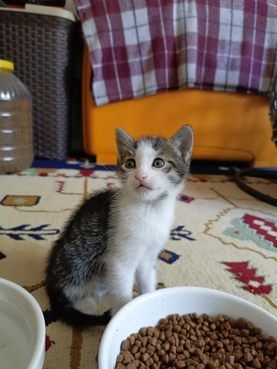 Home sought for 1-month-old kitten