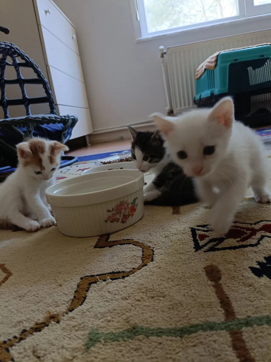 Home sought for 1-month-old kitten