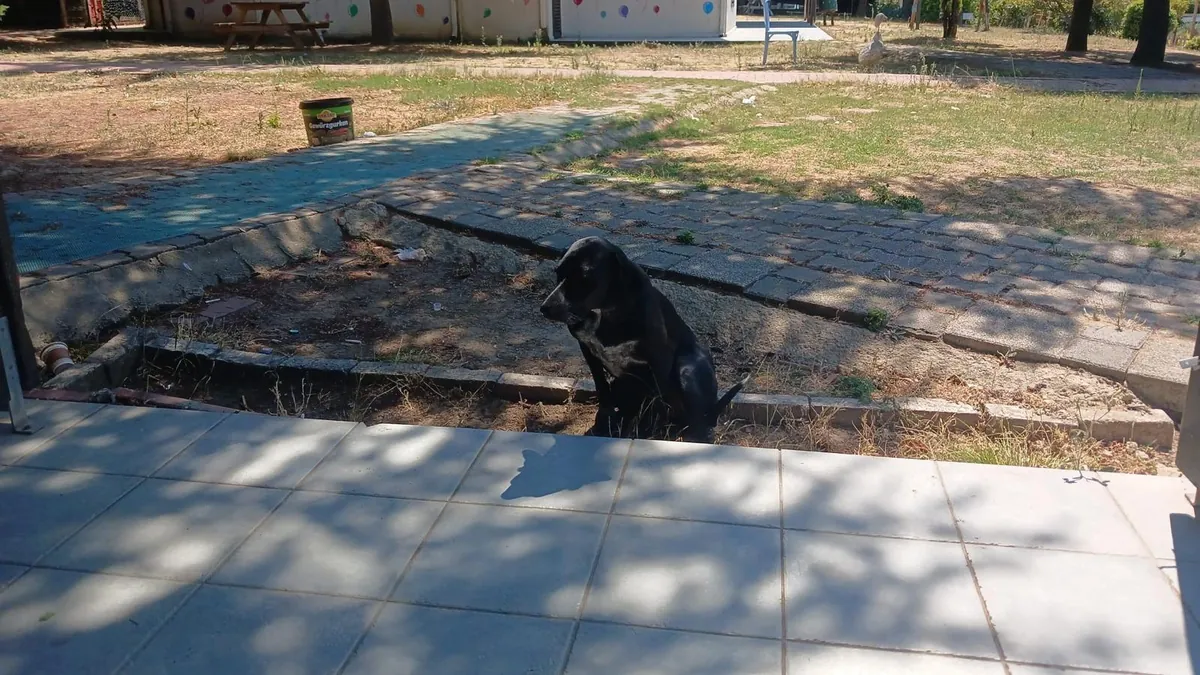 Собака для охоты ищет дом
