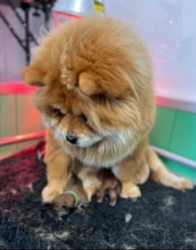 Preciosos cachorros Chow Chow 🧸🧸