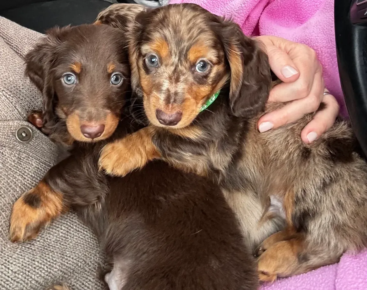 Miniature long-haired Dachshund puppies, registered with the Kennel Club, with champion pedigree