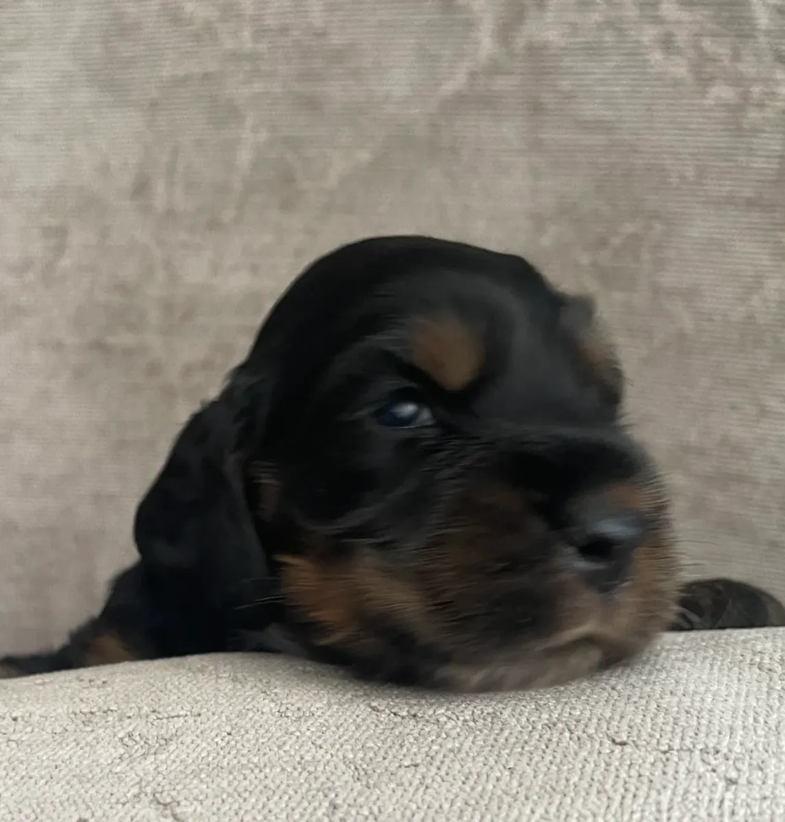 令人惊艳的赛级可卡犬幼犬