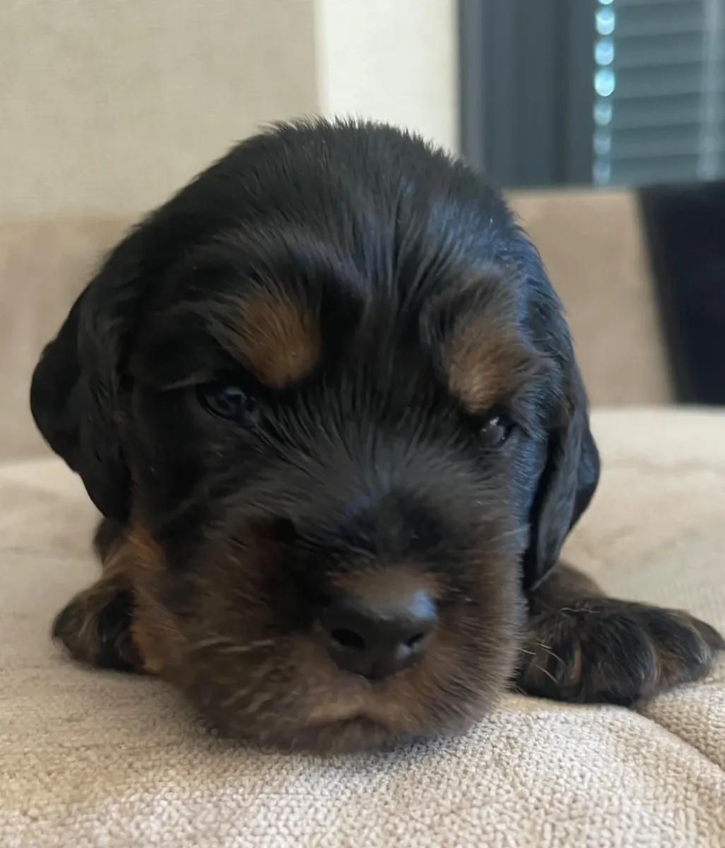 令人惊艳的赛级可卡犬幼犬