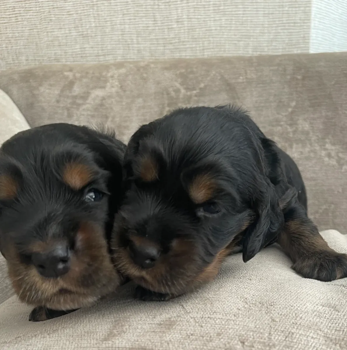 令人惊艳的赛级可卡犬幼犬