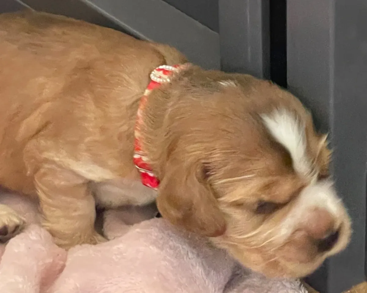 令人惊艳的赛级可卡犬幼犬
