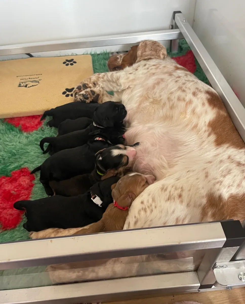 令人惊艳的赛级可卡犬幼犬
