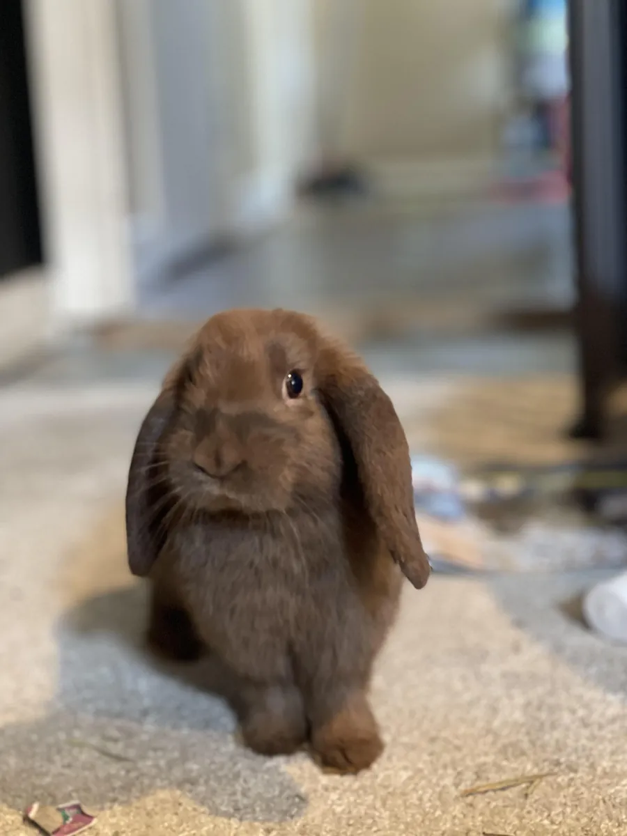 我们正在收养一只黑橄榄兔