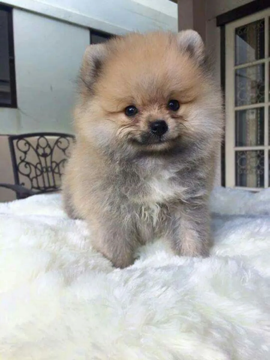 Pomeranian male puppy raised in a family environment