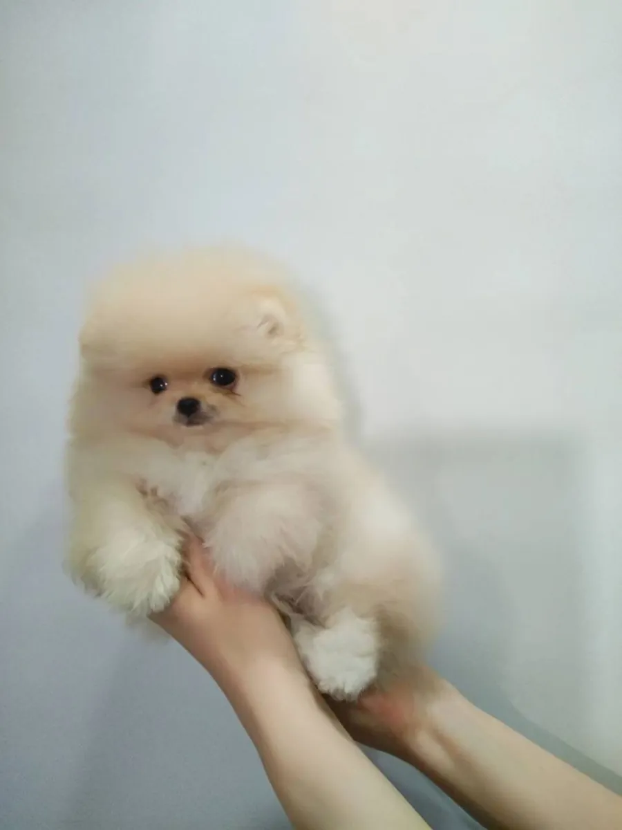 Pomeranian female puppy, calm temperament and well cared for