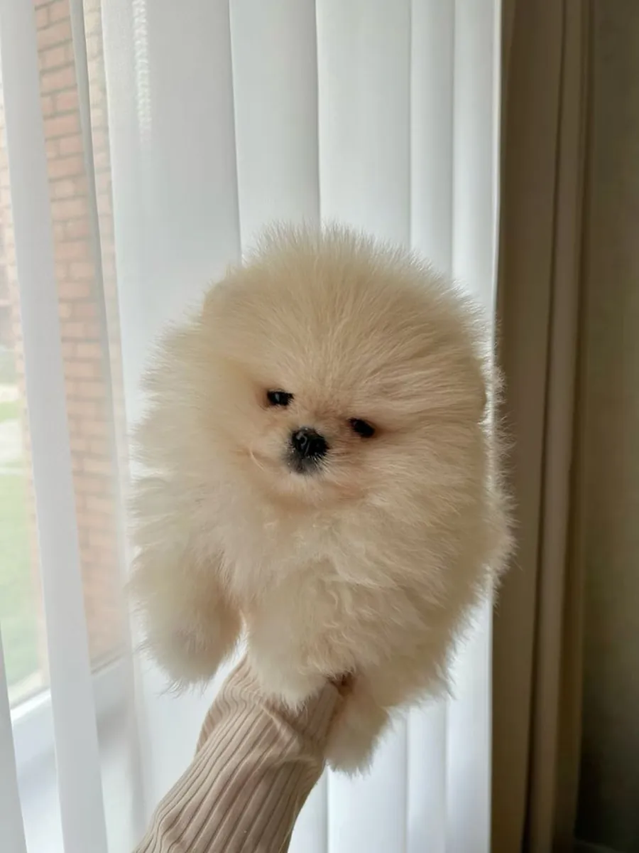 Pomeranian female puppy, calm temperament and well cared for