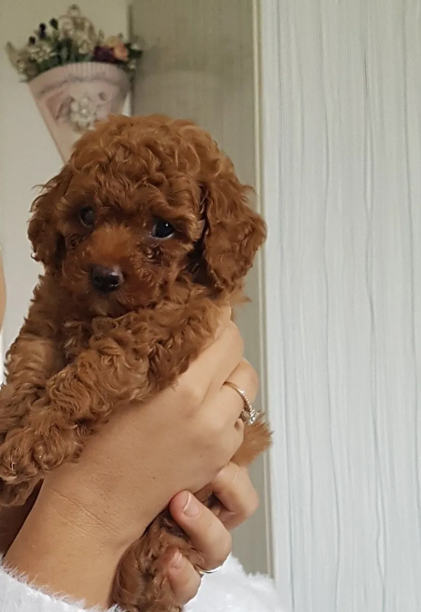 Poodle male puppy, intelligent and raised at home