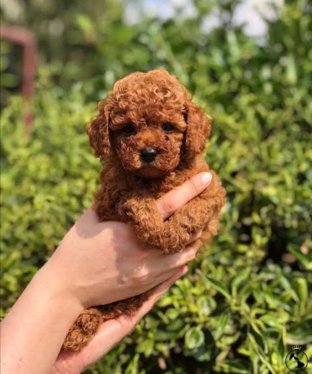 Poodle male puppy, intelligent and raised at home