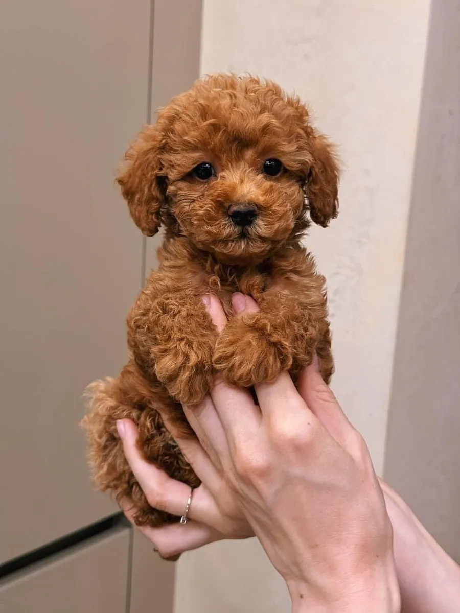 Poodle male puppy, intelligent and raised at home