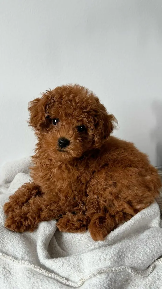 Poodle female puppy with gentle character, home raised