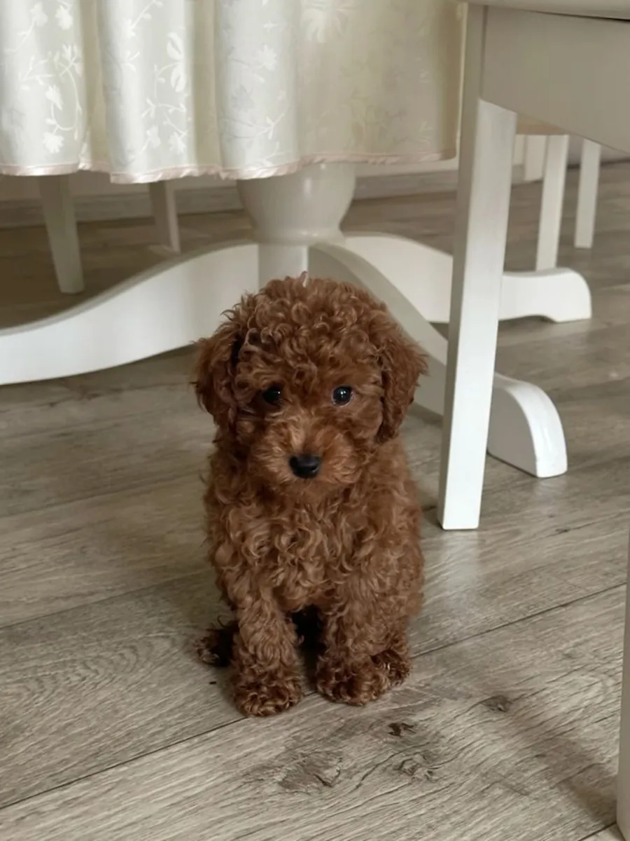 Poodle female puppy with gentle character, home raised