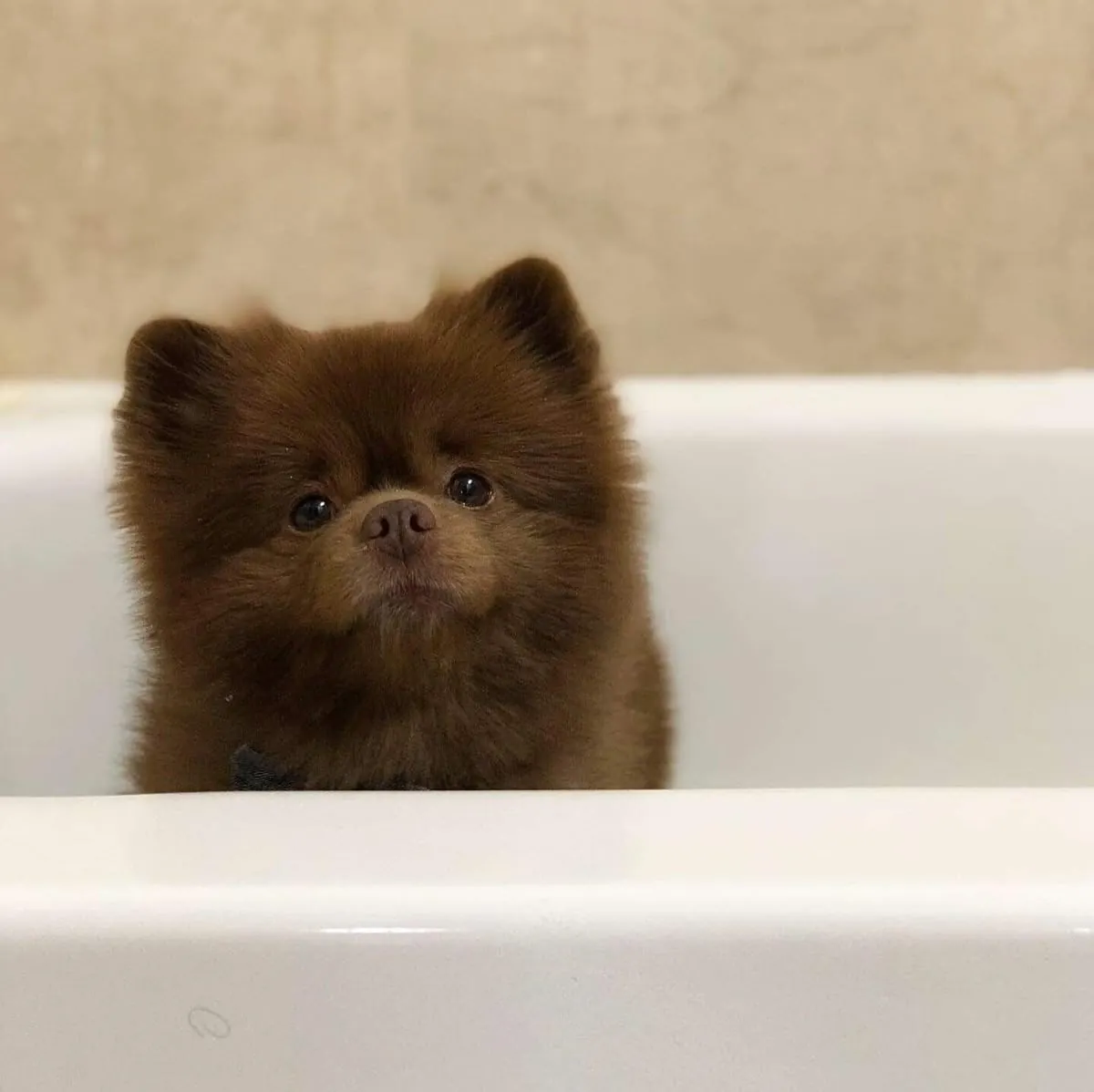 Cachorra Pomerania hembra, tranquila y muy cariñosa