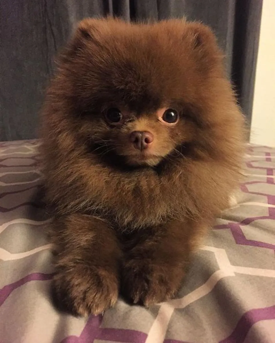 Cachorra Pomerania hembra, tranquila y muy cariñosa