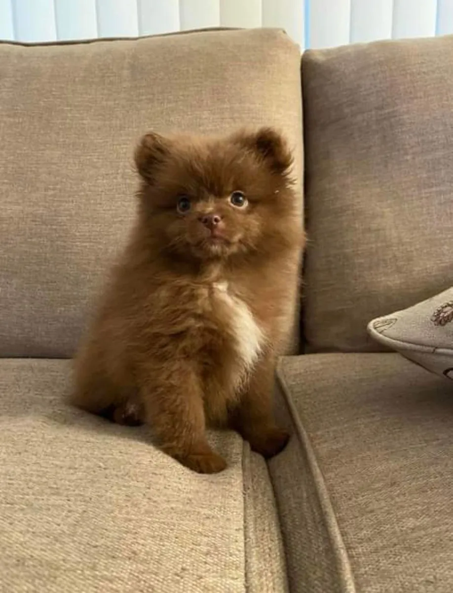 Cachorra Pomerania hembra, tranquila y muy cariñosa