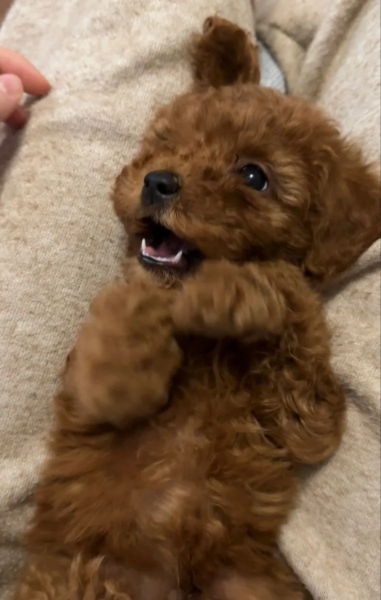 Cachorro caniche hembra con personalidad gentil, criado en casa.
