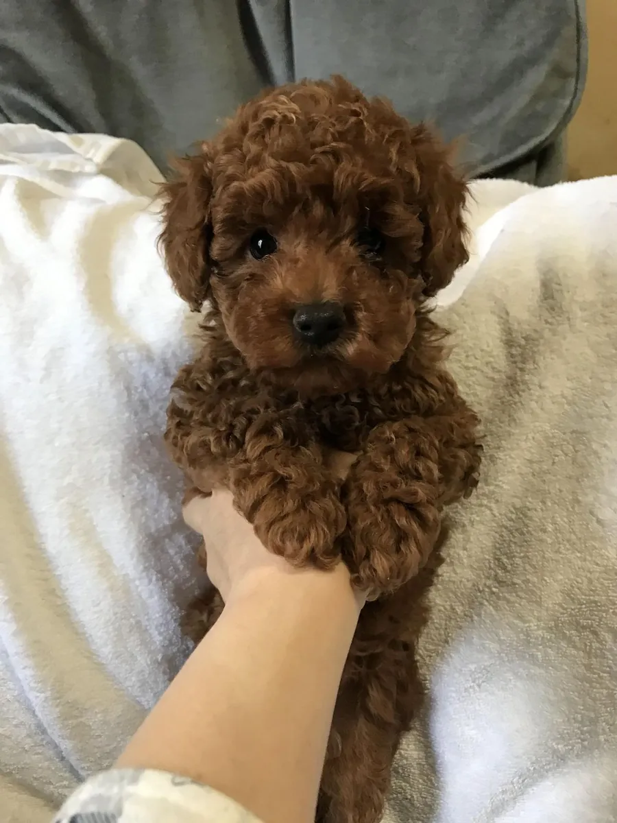 Cachorro caniche hembra con personalidad gentil, criado en casa.