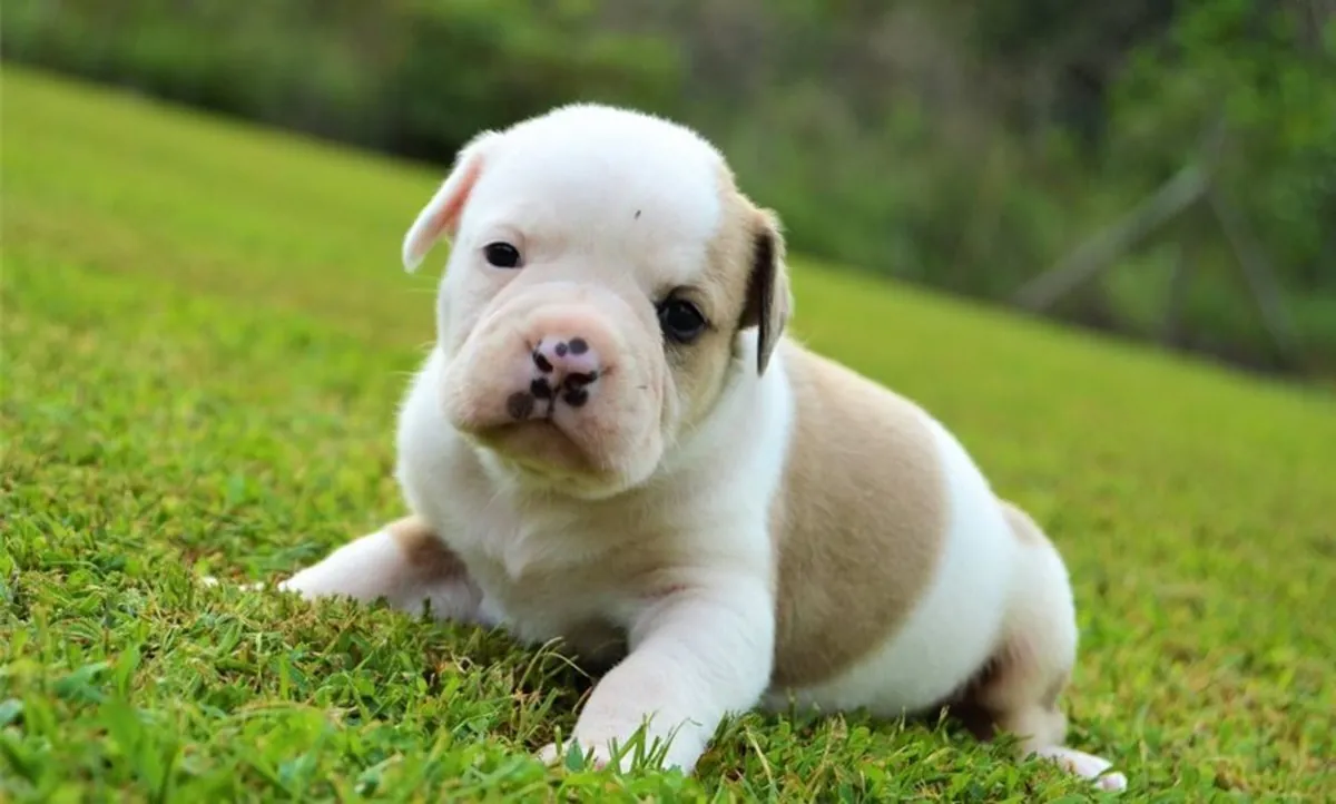 Preciosos cachorros de bulldog americano