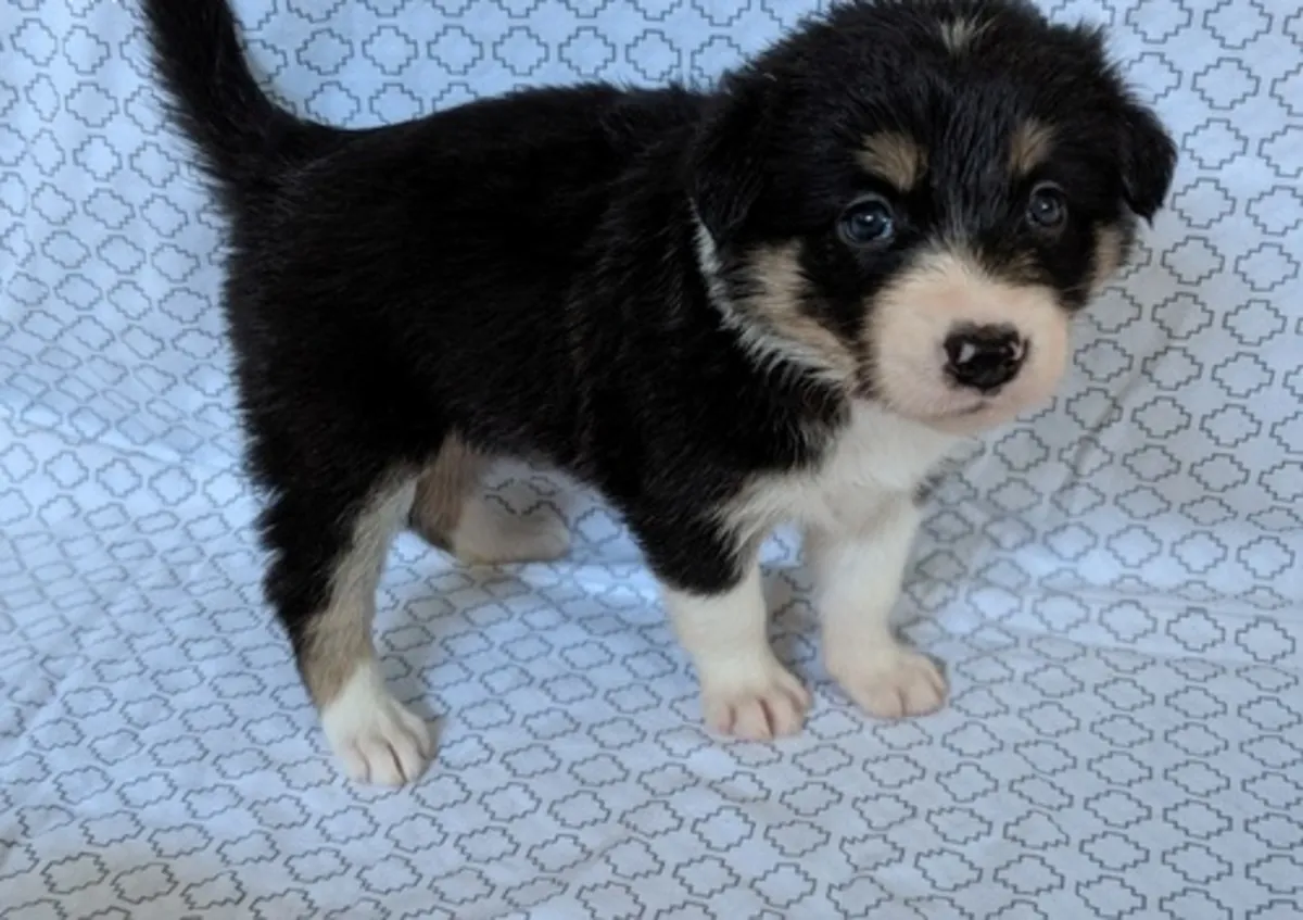 Beautiful Border Collie Puppies