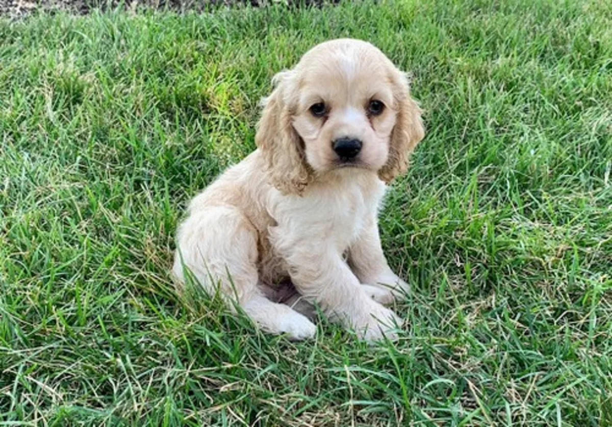 Beautiful Cocker Spaniel Puppies 