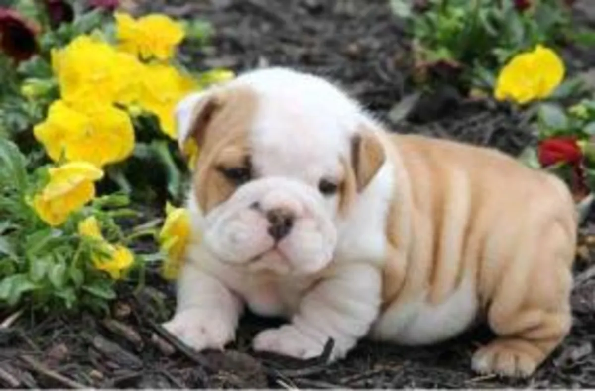 English Bulldogs Great Lines Poss Triple Carriers 
