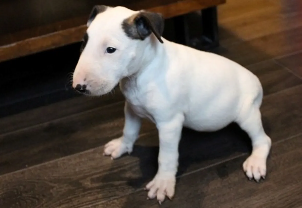 Cachorros de Bull Terrier Inglés