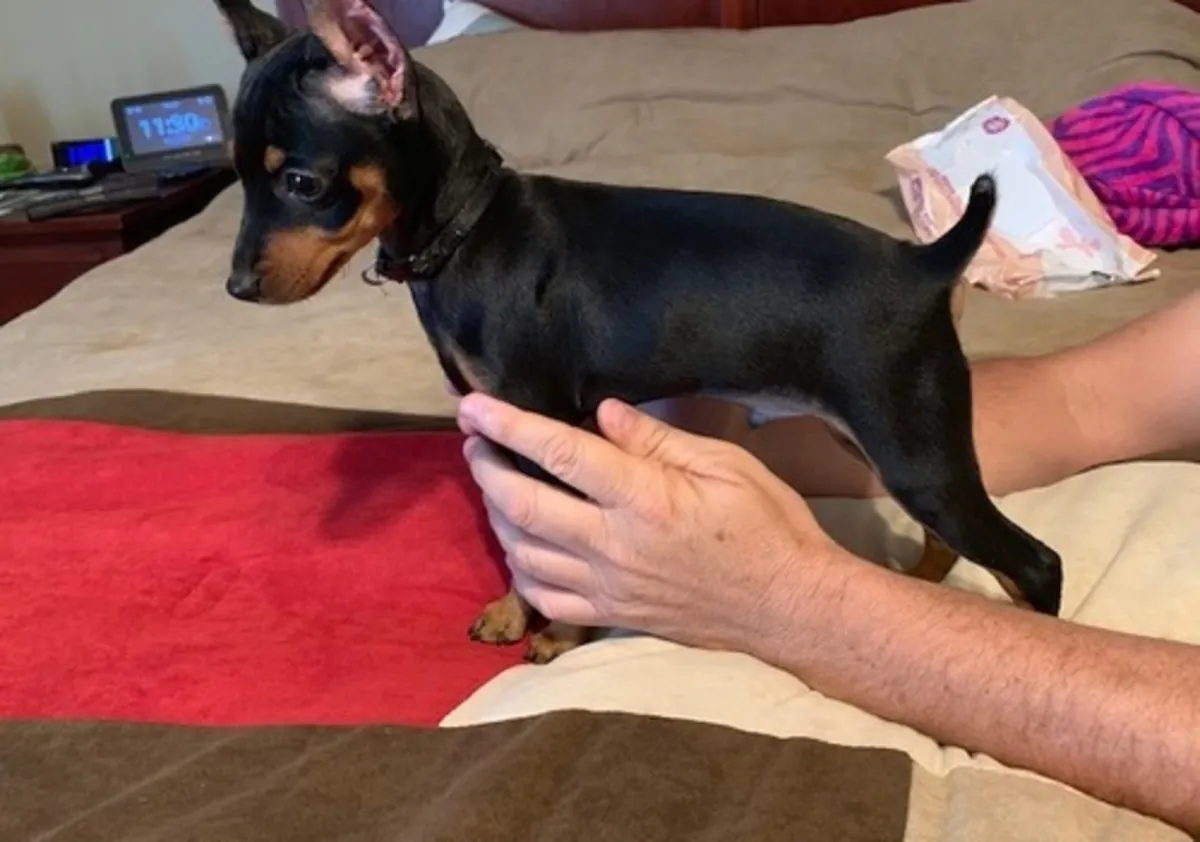 Kc Reg Miniature Pinscher Puppies