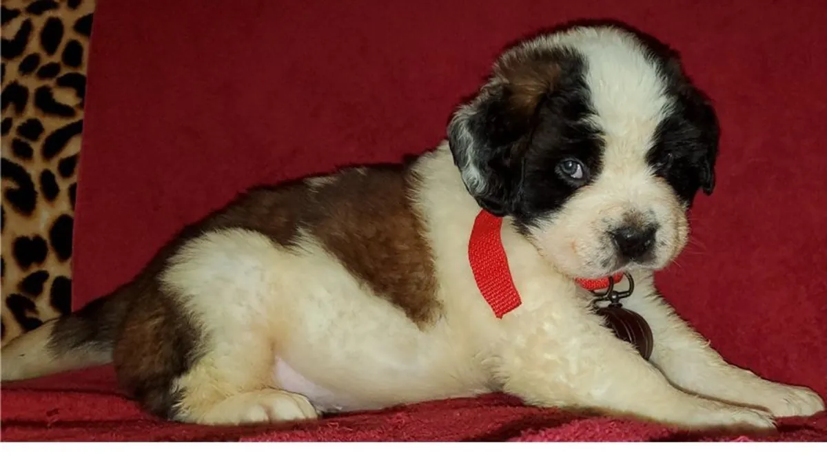 Düz ve Kaba Tüylü Saint Bernard Yavruları