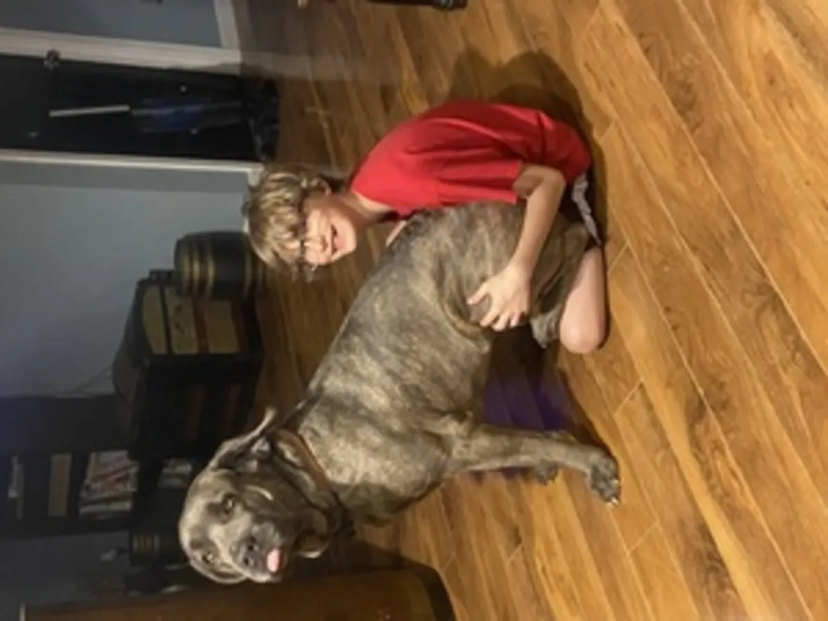 ICCF Cane Corso yavruları