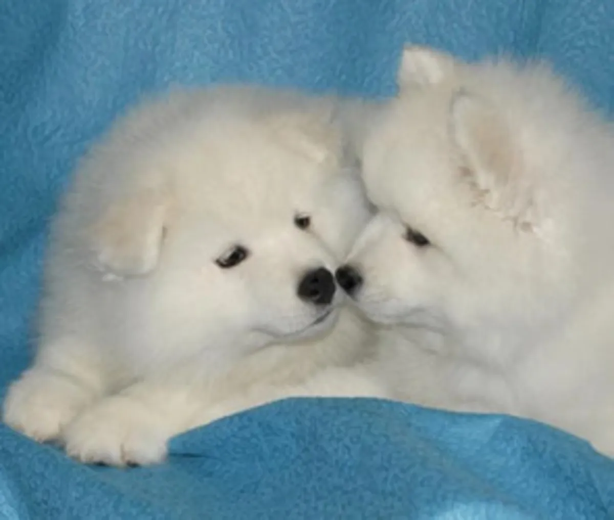 Sağlıklı ve safkan Samoyed yavruları mevcuttur.