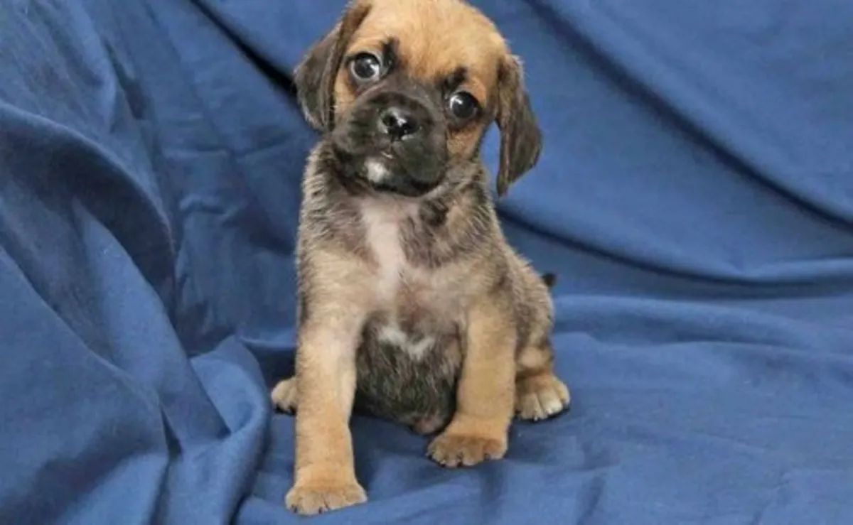 Güzel Puggle Yavruları