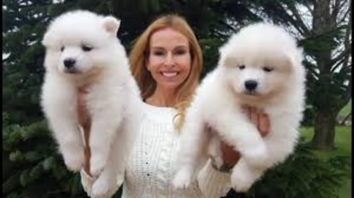 Satılık güzel Samoyed yavruları