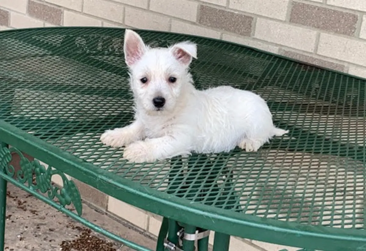  West Highland Terrier Pups Kc Registered
