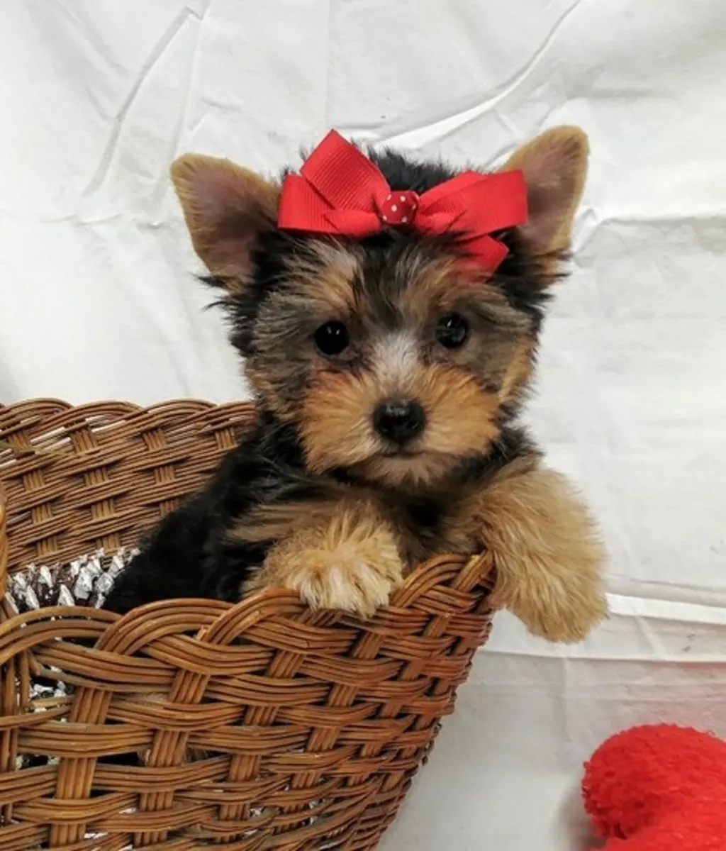 Sevimli Yorkshire Terrier yavruları