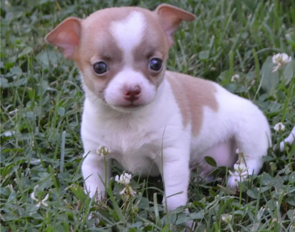 Cachorro de chihuahua