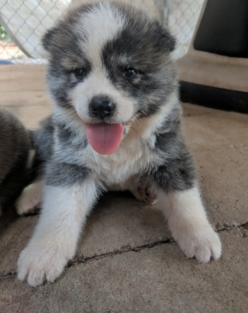 Sevimli Japon Akita Ayı Başlı Kız ve Erkek