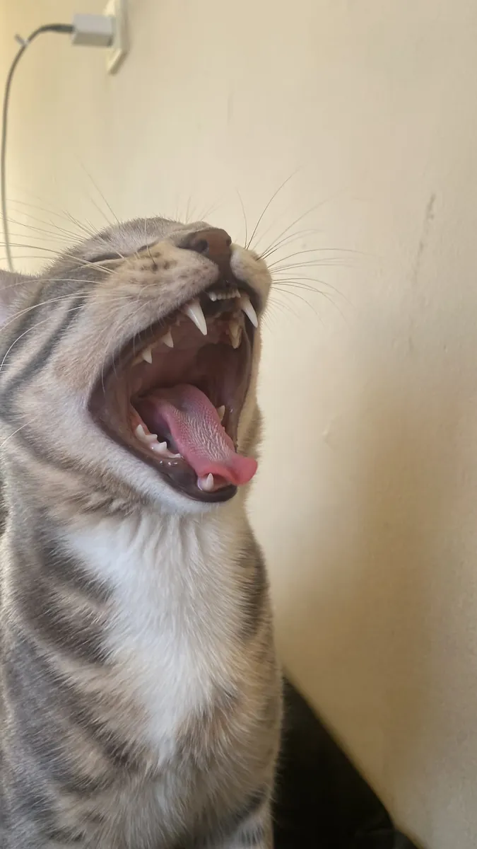 Takip şartı ile yuva arıyoruz