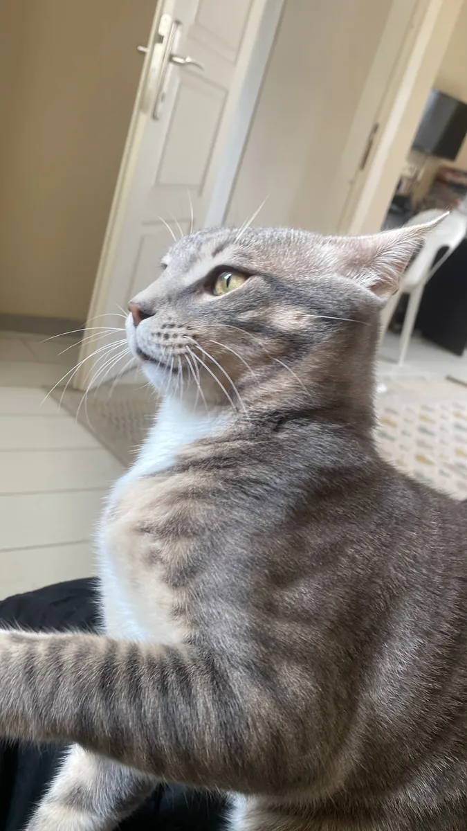 Takip şartı ile yuva arıyoruz