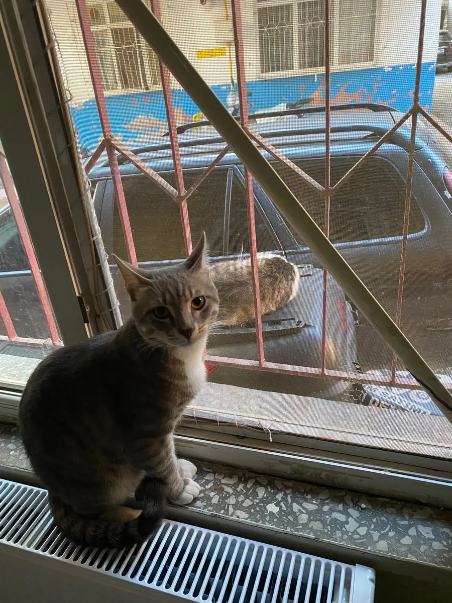 Takip şartı ile yuva arıyoruz
