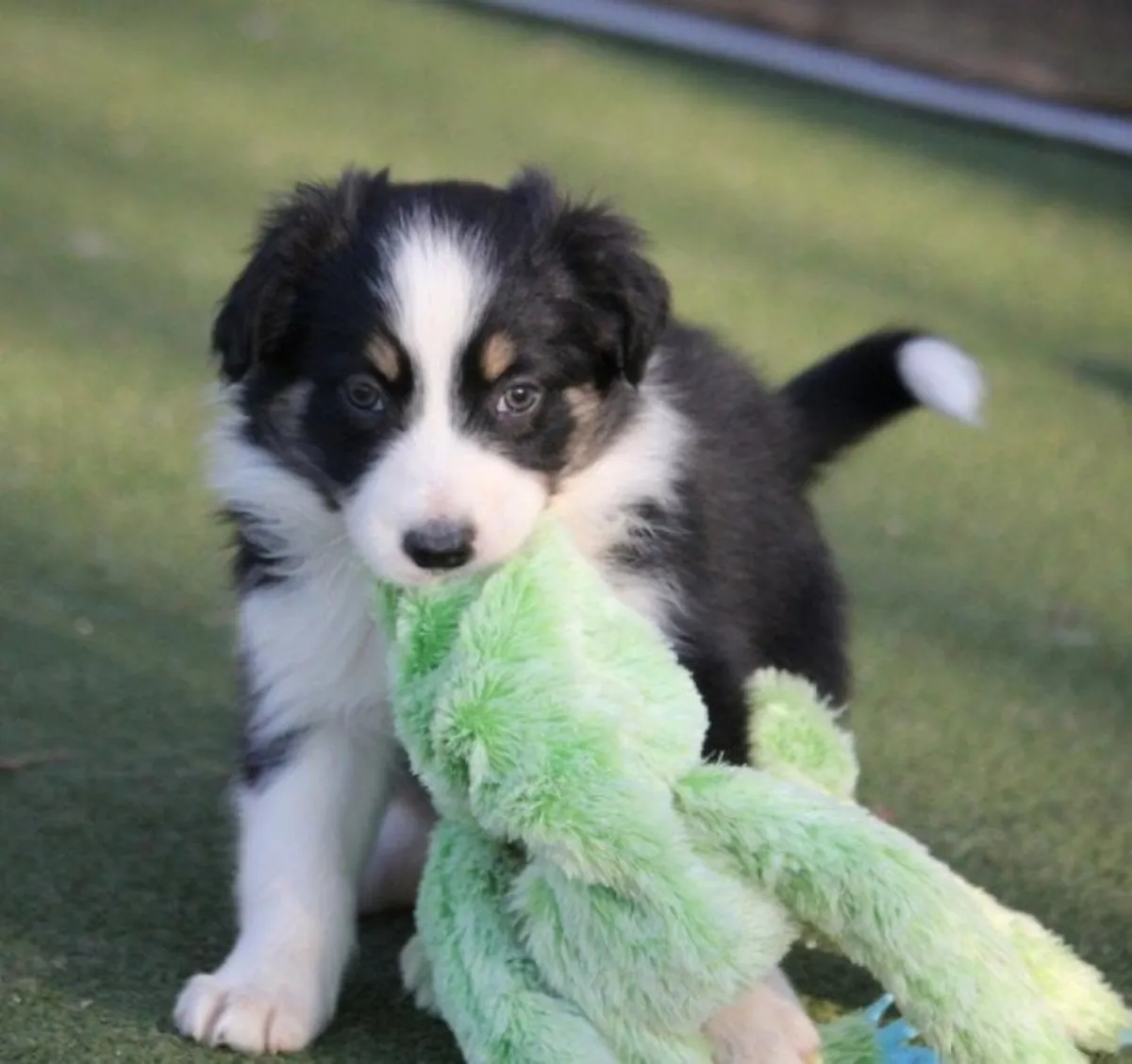 Güzel Border Collie Yavruları