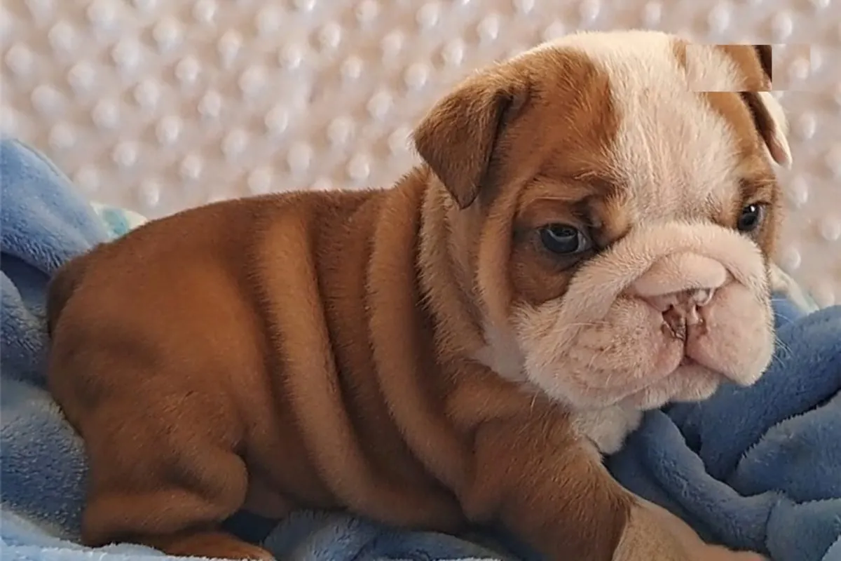 İngiliz Bulldogları Harika Soylar Üçlü Taşıyıcılar