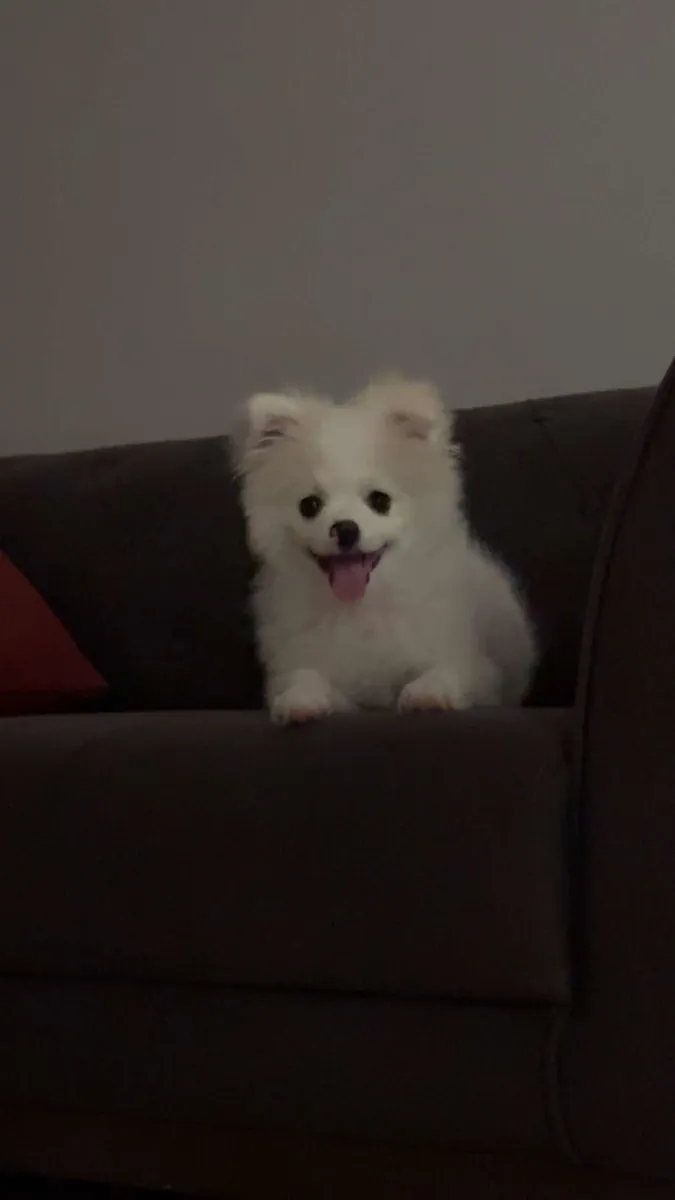 1 yaşında pomeranian