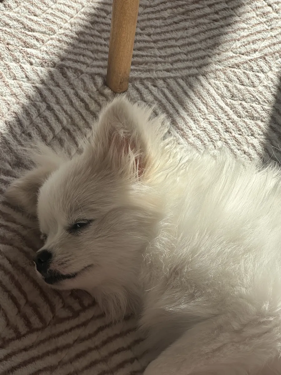 1 yaşında pomeranian