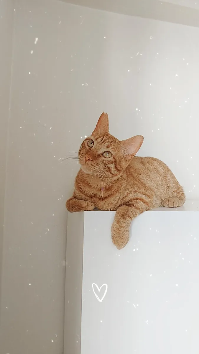 一只友善、好奇、温顺的虎斑猫。我们正在为小巴尔寻找一个永远的家，后续会有相关规定🐾