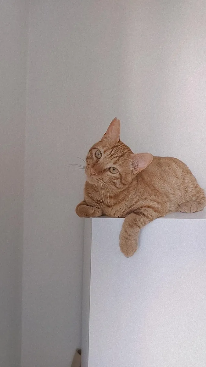 一只友善、好奇、温顺的虎斑猫。我们正在为小巴尔寻找一个永远的家，后续会有相关规定🐾