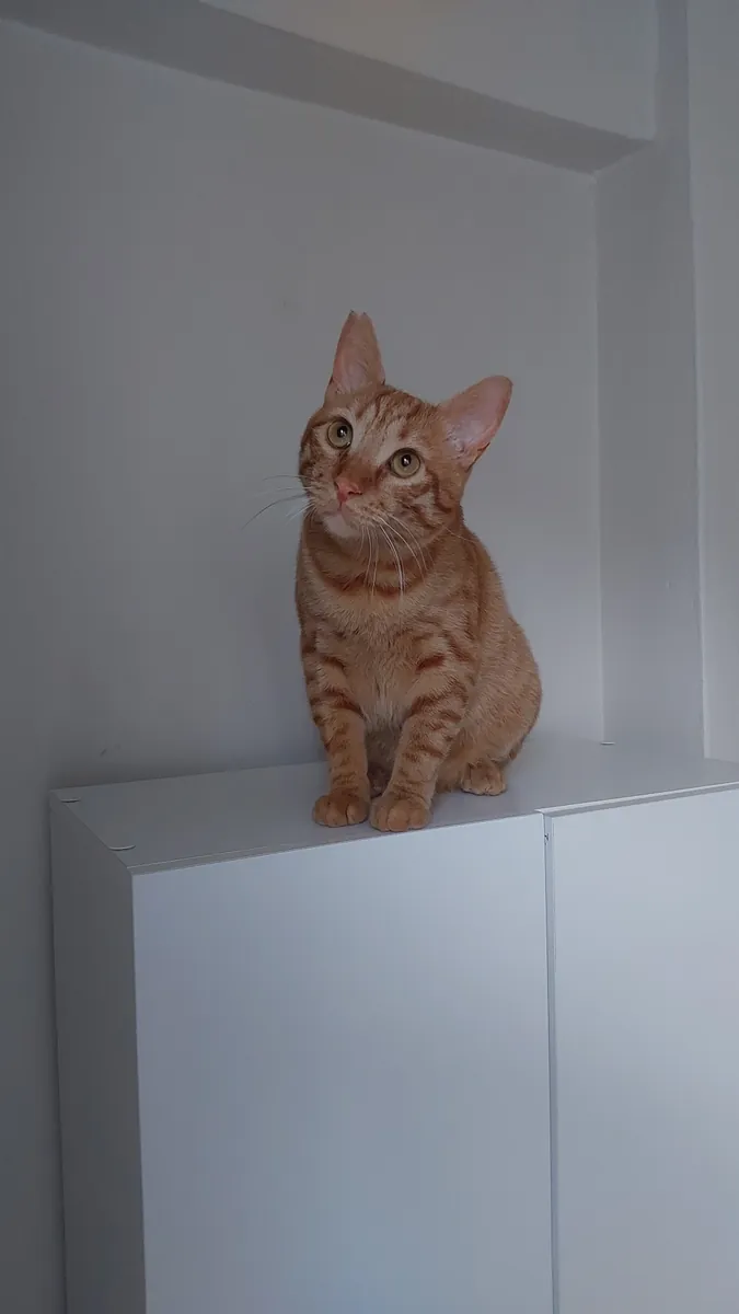 一只友善、好奇、温顺的虎斑猫。我们正在为小巴尔寻找一个永远的家，后续会有相关规定🐾