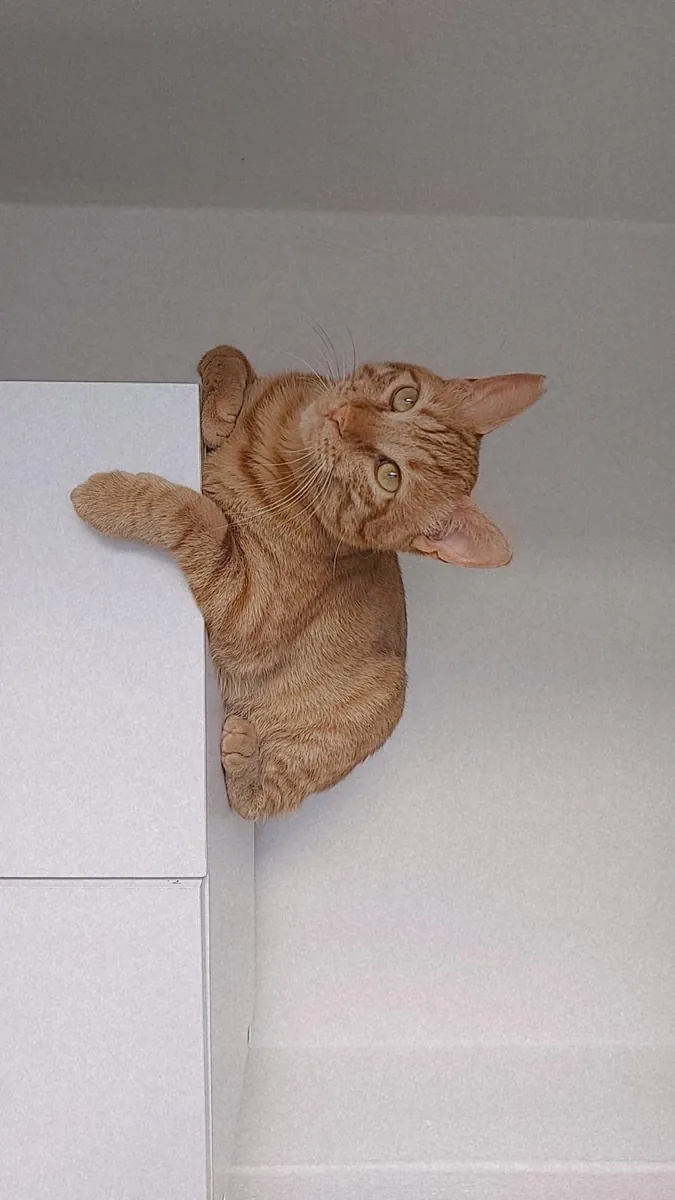 一只友善、好奇、温顺的虎斑猫。我们正在为小巴尔寻找一个永远的家，后续会有相关规定🐾